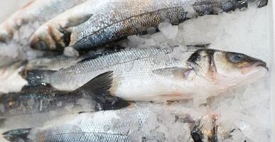 Рыбные ряды: оптовые цены на мороженую рыбу продолжают снижение