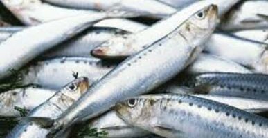 Приморские рыбаки выловили более 12 тысяч тонн иваси