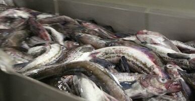 Перевозчики рыбы просят субсидий