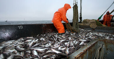 Томская область «вывела из тени» рыбный бизнес, утроив вылов за 10 лет