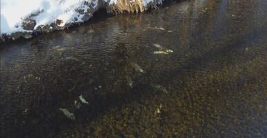 Тотальное отсутствие рыбы в 5 притоках Амура подтвердило обследование нерестилищ кеты
