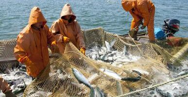 «Путина-2022»: вылов лососей на Дальнем Востоке в 2,2 раза опережает  темпы аналогичного прошлого четного года – добыто 17,4 тыс. тонн￼