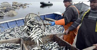 РЖД увеличивают объёмы перевозки рыбы и морепродуктов из Приморья