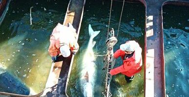 Сохранить осетровых: государственные осетровые заводы повышают эффективность воспроизводства особо ценных видов рыб Каспия