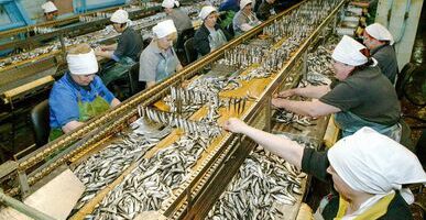 Росстат отмечает сокращение объемов производства переработанной рыбы