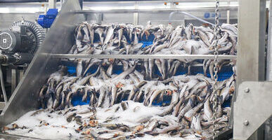 Более 46 тысяч тонн минтая добыли приморские рыбаки в Охотском море в наступившем году