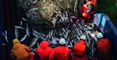 Китай и Корея стали основными покупателями российской рыбы на Дальнем Востоке