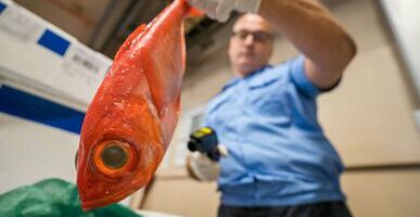 Ведомствам предложено к апрелю определиться с нормой мышьяка в рыбе