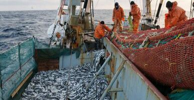 Лососевая путина — прогноз выполнен на 99%: на Дальнем Востоке добыто более 450 тыс. тонн тихоокеанских лососей