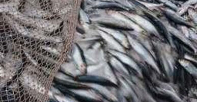 Рыбаки смогут добыть в сезон Б более 300 тыс. тонн сельди
