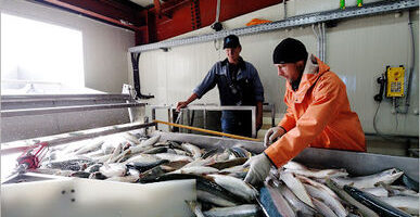 Российские рыбаки будут взвешивать уловы по-новому