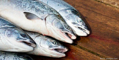 На Камчатке за время путины планируют выловить больше полумиллиона тонн лососей
