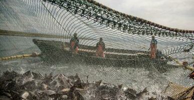 Российские рыбаки вышли на положительную динамику вылова: объем добычи превысил прошлогодний уровень