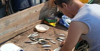 Наука обновит данные о рыбах Черного моря