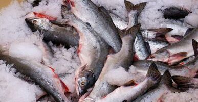 Холодильники Приморья забиты красной рыбой, цены в опте идут вниз