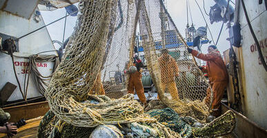 Вылов иваси и скумбрии увеличили рыбаки Приморья