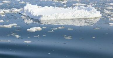 Рыбу Арктики предлагают к промышленному освоению