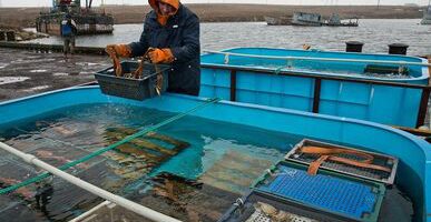 Минсельхоз запретил промышленное рыболовство устриц в Приморье до 31 декабря