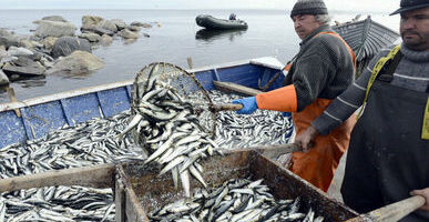 Штаб пелагической путины: рыбаки удачно осваивают скумбрию — вылов вырос более чем в 2 раза