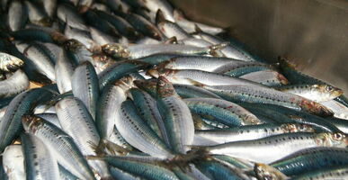 Налог на вылов рыбы и морепродуктов может вырасти