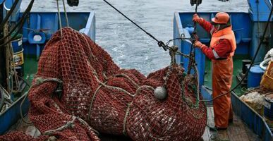 Рыбаки наращивают вылов сардины иваси на Дальнем Востоке