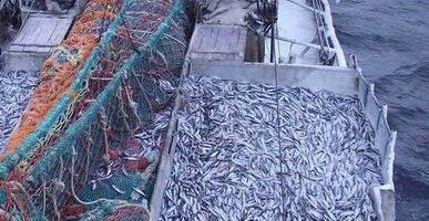 Более 230 тысяч тонн водных биоресурсов добыли рыбаки Приморья