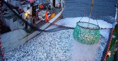 Более половины прибыли от рыболовства в России приходится на Дальний Восток