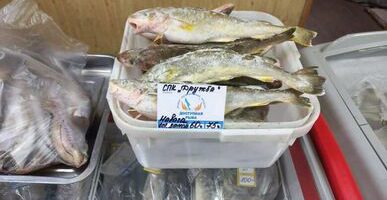 На Сахалине и Курилах продали свыше 70 тонн свежей рыбы по доступным ценам