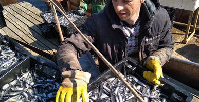 Рыбаки добыли первые 30 тонн корюшки с начала сезона