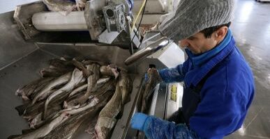 Новый крупный рыбзавод запускают на Камчатке