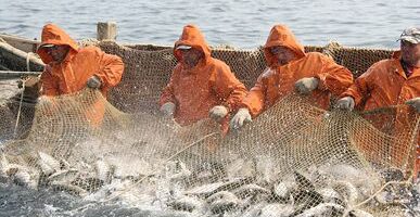 «Лососевая путина-2022»: вылов лососей на Дальнем востоке достиг 87 тыс. тонн — на 134 % больше уровня 2020 года