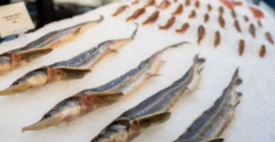 43 российских предприятия получили право поставок рыбной продукции в Египет