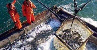 Разрешения на вылов для рыбопромысловых предприятий ДВ оформляются в ускоренном формате