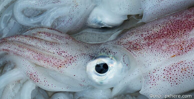 Ассортимент доступной рыбы на Камчатке пополнился кальмаром