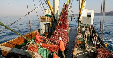 К середине сентября российские рыбаки выловили почти 4 млн тонн рыбы и морепродуктов