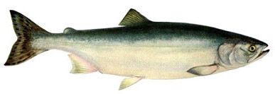 Вылов лососей на Чукотке составил 21% плана
